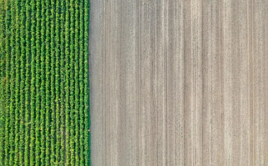 Aerial view of cultivated farmland