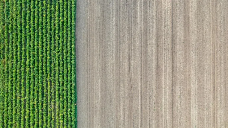 Aerial view of cultivated farmland